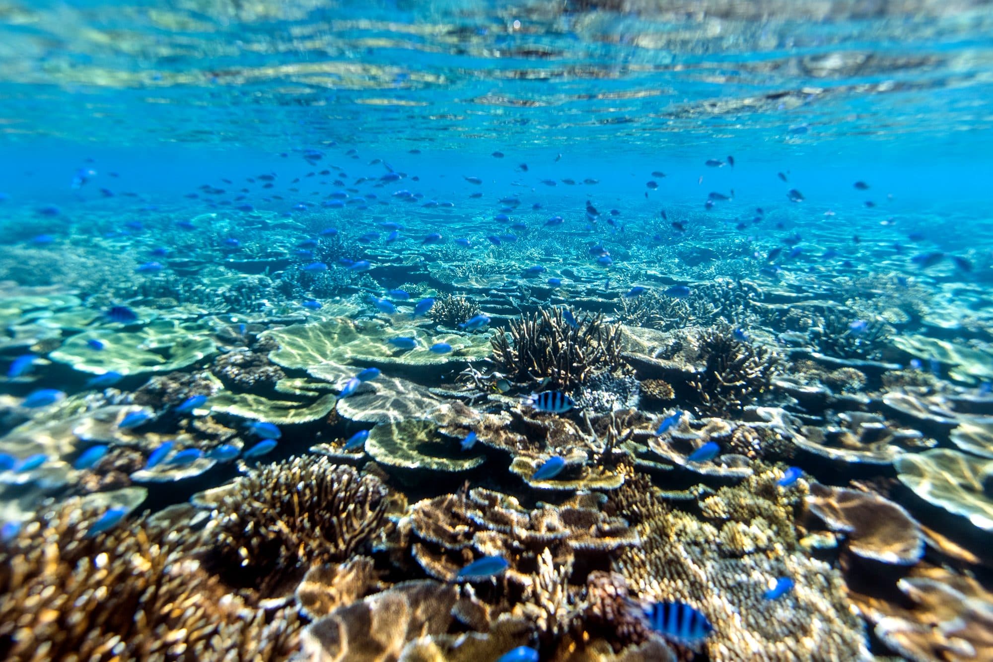 Snorkeling Adventure — Aquaria Tours Fiji